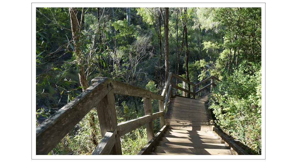 森林ウォークでパワーアップ！