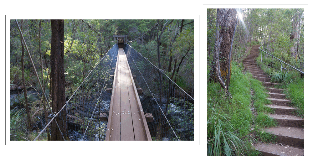 森林ウォークでパワーアップ！