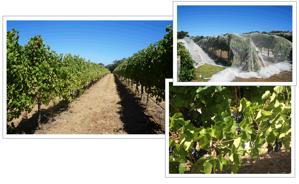 マーガレットリバーでのお泊りは料理が美味しいオーベルジュなプチホテル