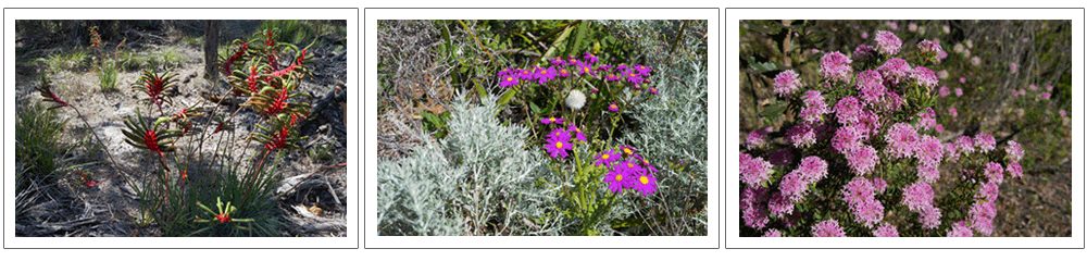 Cape　to　Cape track（ケイプ　トゥ　ケイプ）でエコウォーク