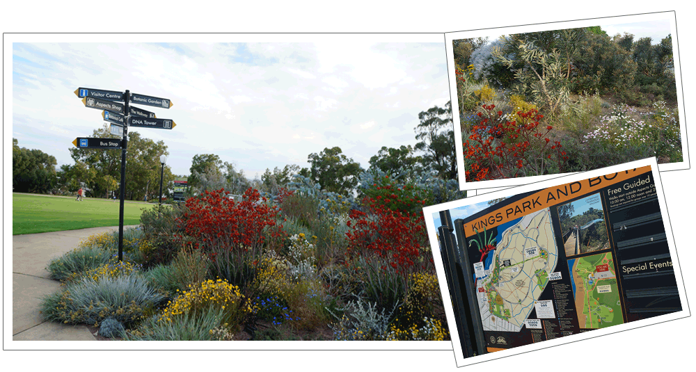 西オーストラリア・パースのシンボル　キングスパーク